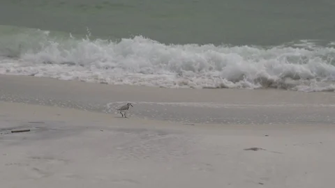 Bird Walking in Slow Motion on Sand Beach Ocean Water Waves Stock Footage