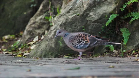 A bird is walking the stair Vídeos de archivo 134436064