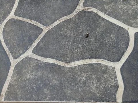 Bird walking on stone pathway in a park Stock Photos