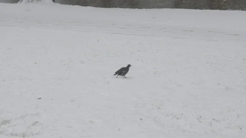Bird walking through screen in the snow 스톡 동영상 83986627