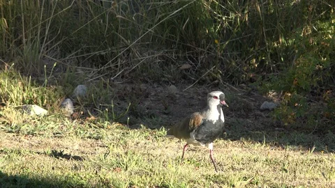 A bird walks Stock Footage 107894154