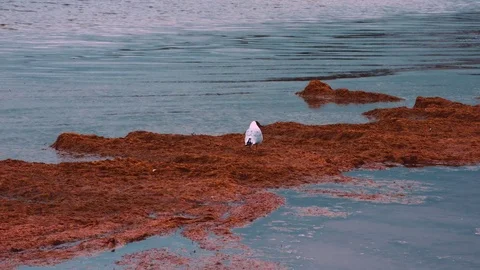 A bird walks the muddy sea Stock Footage