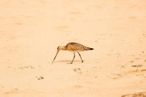 Bird walks on sandy beach during daytime while searching for food and explori Stock-Fotos