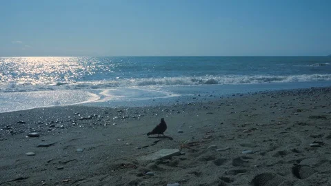 Bird walks by the sea Stock Footage