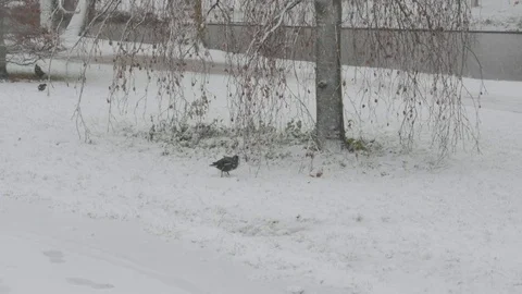 Bird walks in the snow 스톡 동영상 83986021