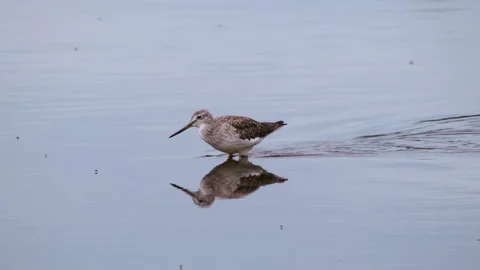 Bird walks through the water eating flies along the way Stock Footage 168993473