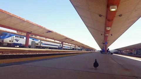 Bird Walks Up to Train Depot Video stock 76447991