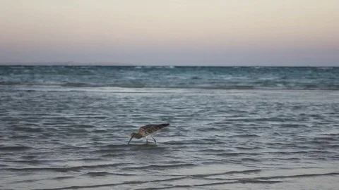 The bird walks on the water Stock Footage 82319975