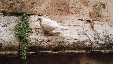 Bird on the wall of an old building in Spain. Stock-Footage 122436768
