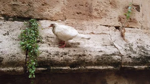 Bird on the wall of an old building in Spain. Stock Footage 133807113