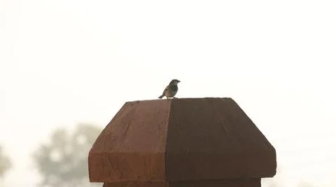 Bird on the wall 스톡 사진