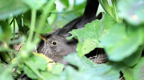 Bird warms its chicks in the nest. Stock Footage 36646215