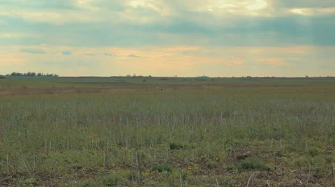The Bird Was Taken in the Wind Stock Footage 62585736