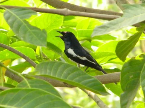 A bird was taking rest Foto stock