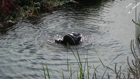 The bird washes in the stream Stock Footage 232329661