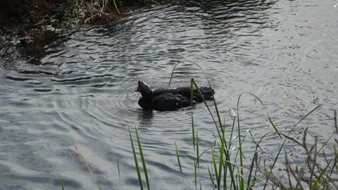 The bird washes in the stream slow motion Stock Footage 232330255