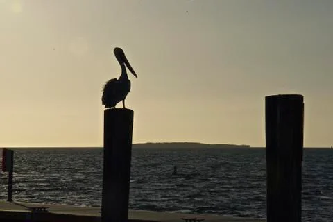 Bird Watch Foto stock