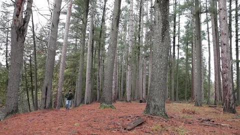 Bird Watcher Hiking in Forest Wide Shot Stock Footage 172264980