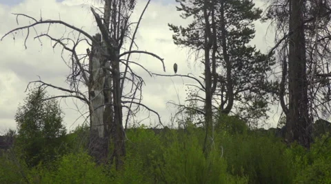 Bird watches from tree branch Stock Footage 59736855