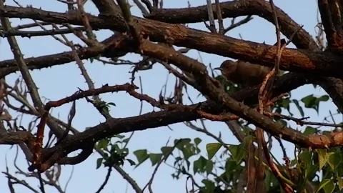 A bird watching around in the sunset Stock Footage 141344331