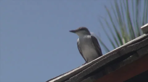 Bird watching Stock Footage 34299913