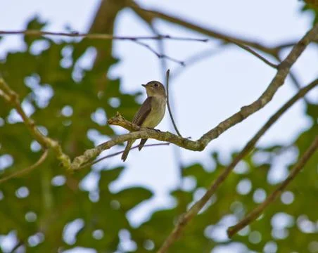 Bird watching in forest Stock Photos