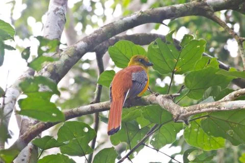 Bird watching in forest Stock Photos