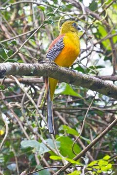 Bird watching in forest Foto stock