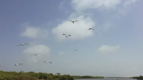 Bird watching Gambia Stock Footage 236314726