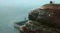 Bird watching at Helgoland HD Footage