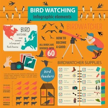 Bird watching infographic template Stock Illustration