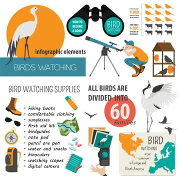 Bird watching infographic template Stock Illustration