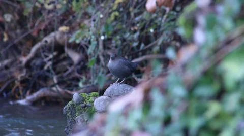 Bird Watching 스톡 사진