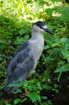 Bird is watching Stock Photos