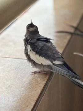 Bird watching through the window. Stock Photos