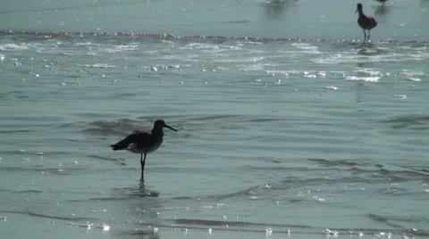 Bird watching the tide Stock Footage 35827922