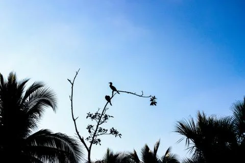 Bird watching on top of a tree. Stock Photos