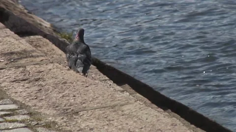 Bird on the water Stockbeeldmateriaal 37427669