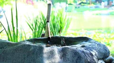 Bird on the water Stock Footage 46528977