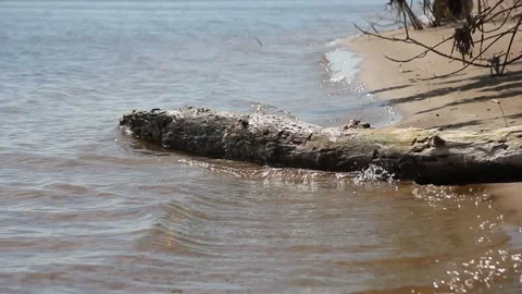 A bird in the water Stock Footage 133268180