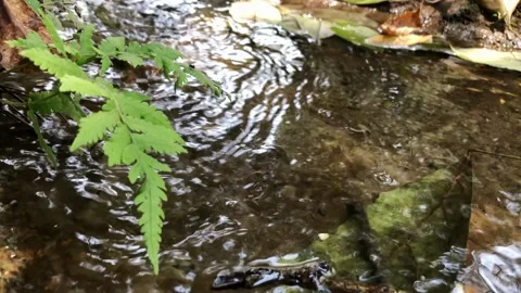 A bird in the water 스톡 동영상 156845495