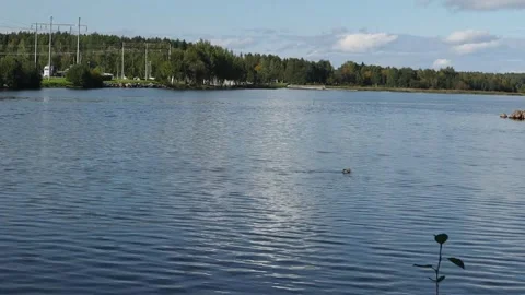 Bird on the water Stock Footage 249087309