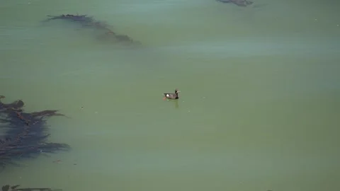 A bird on the water. Vídeos de archivo 312972368