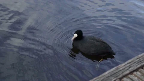 Bird on the water looks at camera Stock Footage 225348313