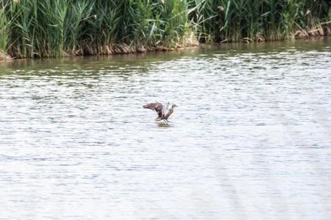 Bird on water Stock Photos