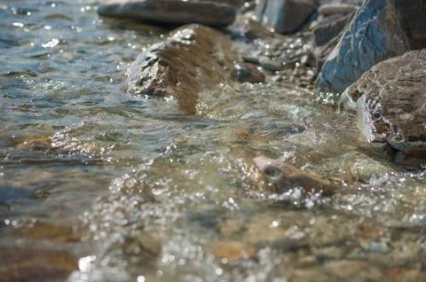 A bird in the water Stock Photos