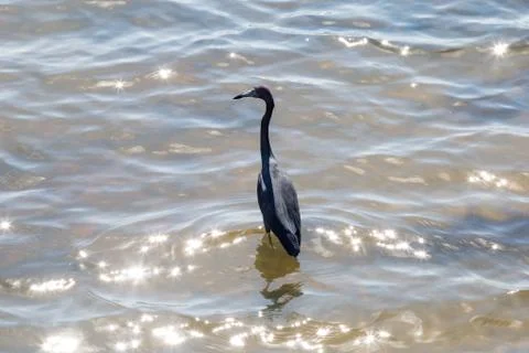 Bird in the Water Foto stock