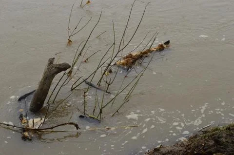 A bird in the water Foto stock