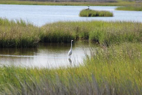 Bird in water Stock Photos