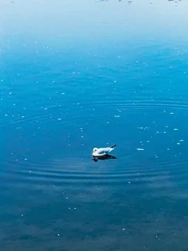 Bird In The Water Stock Photos